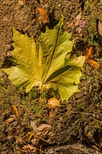 A single green maple leaf on a brown autumn ground, in South Korea
