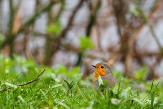 A robin (Erithacus rubecula) on green grass against a blurred background, Hesse, Germany, Europe