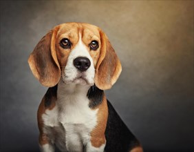 Dog, beagle, portrait, head only, puppies, dark background, AI generated, AI generated