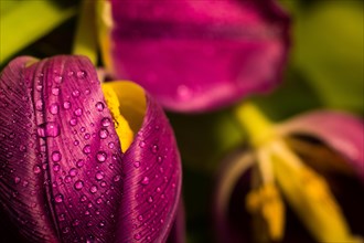 Close-up of purple flowers with dew drops on petals conveying freshness