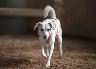 Domestic dog (Canis lupus familiaris), light-coloured coat, female, young, animal welfare dog,