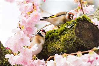 Two european goldfinches (Carduelis carduelis) sitting on a moss-covered branch surrounded by pink