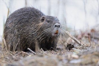 Nutria (Myocastor coypus), wet, coming out of the water, at eye level, showing orange coloured