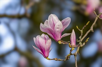 Blossoms of a magnolia (Magnolia), magnolia x soulangeana (Magnolia xsoulangeana), magnolia