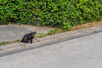 Black cat sitting on the pavement beside a leafy green hedge, in Chiang Mai, Thailand, Asia