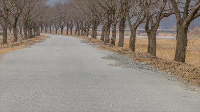 Rural paved one lane road lined with barren leafless trees on a cloudy winter morning in Daejeon,