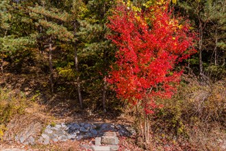 Vivid red foliage brightens a stone path through a tranquil wooded area, in South Korea