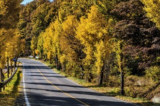 A serene road lined with trees showcasing vibrant yellow autumn foliage under a clear sky, in South