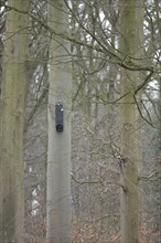 Bat box, attached to a still bare beech trunk, black, flat box, bat, nesting box, surrounded by two
