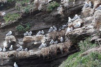 Black-legged kittiwakes (Rissa tridactyla) Old and young birds at the nest, Ekkeroy rock on the
