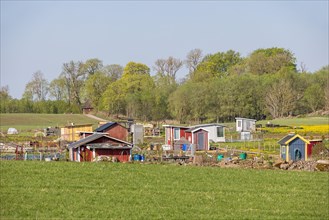 Allotment garden with sheds in the countryside on a beautiful sunny spring day, Sweden, Europe