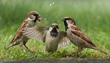 Animals, bird, sparrow, house sparrow, Passer domesticus, three sparrows fighting with each other,