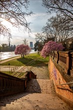 Romantic cherry blossoms, almond blossoms by the river, with a view of the skyline in the evening