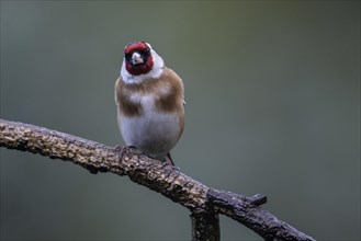 Goldfinch, european goldfinch (Carduelis carduelis), Emsland, Lower Saxony, Germany, Europe