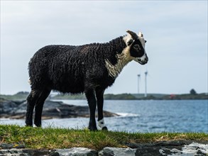 Wild Sheep from Haraldshaugen, HAUGESUND, North Sea in Rogaland County, Akrafjord, Norway, Europe