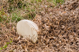 An abandoned white plastic helmet resting in dry grass and leaves, in South Korea