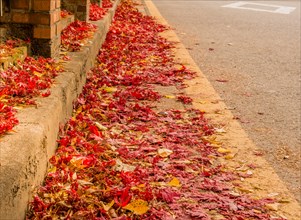 Red fallen leaves accumulated along an urban roadside curb, in South Korea