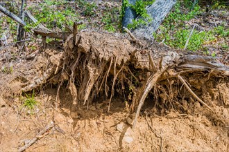 Roots of felled tree exposed in dirt hillside