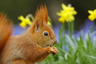 Portrait of a eurasian red squirrel (Sciurus vulgaris) on a blue star meadow with daffodils, Hesse,