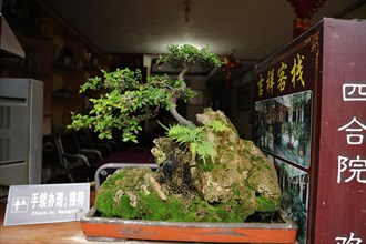 Bonsai, china