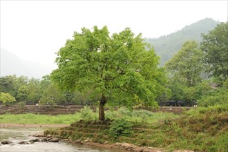 Liujiang water village, travel, river, tree, sichuan, china
