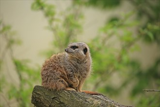 Meerkats (Suricata suricatta), captive