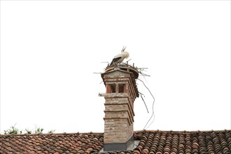 Stork, Ciconia ciconia, italy