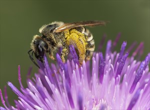 Sweat bee (Halictus scabiosae) searching for pollen on a scabiosa flower, Valais, Switzerland,