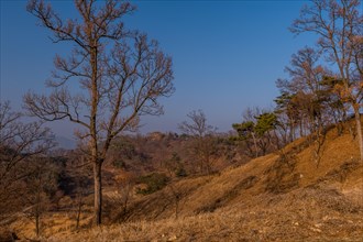 Leafless tree growing on mountain with clear blue sky in background in Boeun, South Korea, Asia