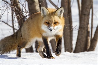 Red fox. Vulpes vulpes. Red fox walking in the snow and watching ahead.. Province of Quebec. Canada