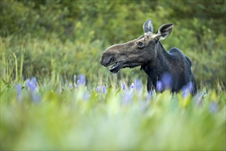 Moose. Alces alces. Moose cow feeding with aquatic vegetation. La Mauricie national park. Province