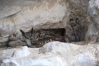 Eurasian eagle-owl (Bubo bubo) in nest with young birds