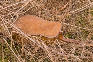 A old discarded guitar in overgrown grass, telling a story of decay and neglect, in South Korea