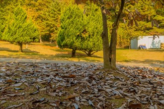 Green pine trees stand behind a carpet of fallen brown leaves on a sunny autumn day, in South Korea