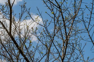 Bare tree branches against a blue sky, with the first signs of spring leaves budding, in South