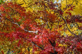 Dense autumn foliage of a maple tree with vivid red leaves, in South Korea