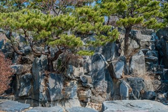 Pine trees growing on rocky cliffs on a sunny day, in South Korea