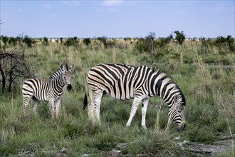 Plains zebra (Equus quagga) mare with foal, Madikwe Game Reserve, North West Province, South
