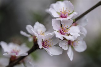 Cherry almond (Prunus tomentosa), Emsland, Lower Saxony, Germany, Europe
