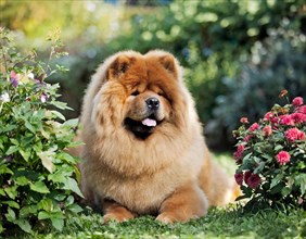Dog, Chow Chow, whole figure, outdoor, in the garden, AI generated, AI generated