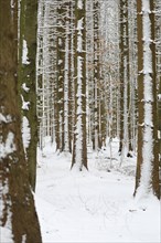 Forest, snowy landscape, Bavarian Forest National Park, Bavaria, Germany, Europe
