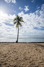 Romantic Caribbean sandy beach with palm trees, turquoise-coloured sea. Morning landscape shot at