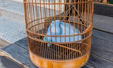 Old style rotary phone sitting in birdcage sitting outside on wooden step in Seoul, South Korea,