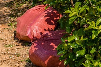 A red net bag filled with waste lying next to green shrubs, in South Korea