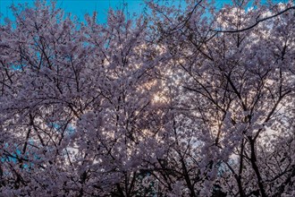 Stand of cherry blossom trees in front of large white cloud back lit by evening sun in Daejeon,