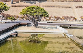 Tranquil Japanese garden with a pine tree by a pond and a neat wooden deck, in South Korea