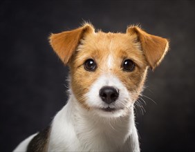 Dog, Jack Russell Terrier, portrait, head only, puppies, dark background, AI generated, AI
