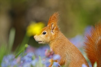 Portrait of a eurasian red squirrel (Sciurus vulgaris) in a blue star meadow with daffodils, Hesse,
