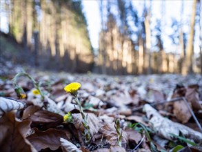 Coltsfoot (Tussilago farfara), background blur from a forest edge, Leoben, Styria, Austria, Europe