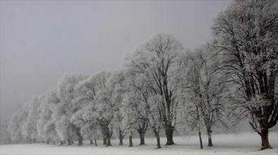 Avenue, snow, winterly, pinzgau